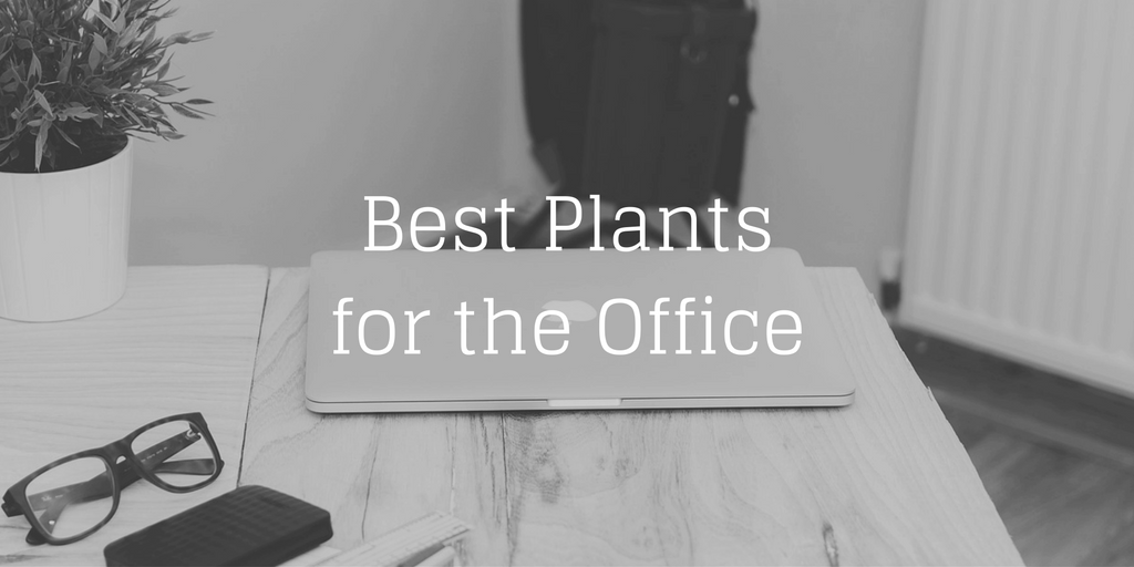 Southeastern Growers: Best Plants for the Office